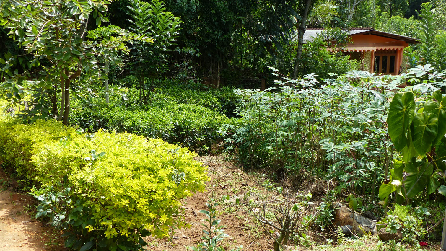 Jardin de thÃ© coopÃ©rative Sofa au Sri Lanka -  ThÃ© noir tchai